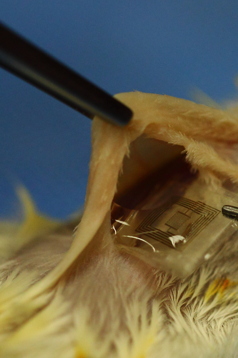 Illustration for article titled Breakthrough: This electronic implant can dissolve inside your body
